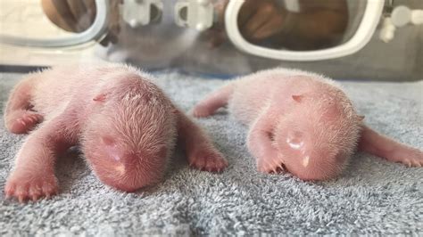 what hsppens in china if twins are norn